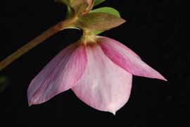 Helleborus x hybridus Winter Jewel Apple Blossum